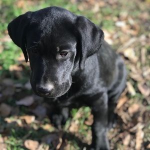 Meet your Posher, Crystal